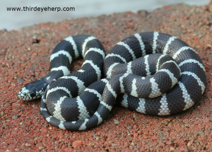 California Kingsnake
